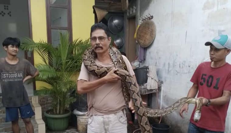Ular sanca sepanjang 4  meter yang ditangkap warga. (Foto: TitikNOL)