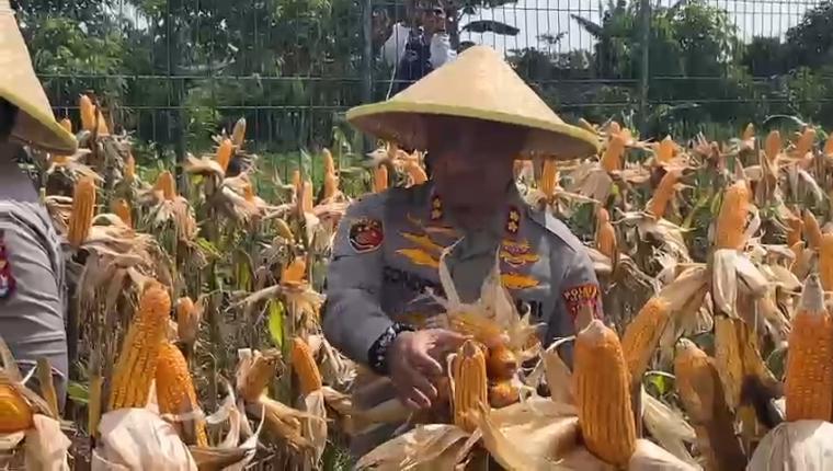Kapolres Serang AKBP Condro saat panen jagung bersama Kapolda Banten. (Foto: TitikNOL)