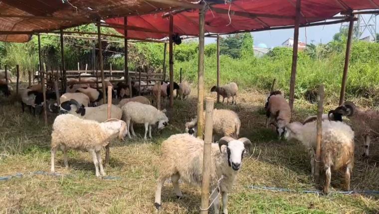 Penjual hewan qurban di Jalan Bhayangkara, Lingkungan Cipocok Masjid, Kecamatan Cipocok Jaya, Kota Serang. (Foto: TitikNOL)