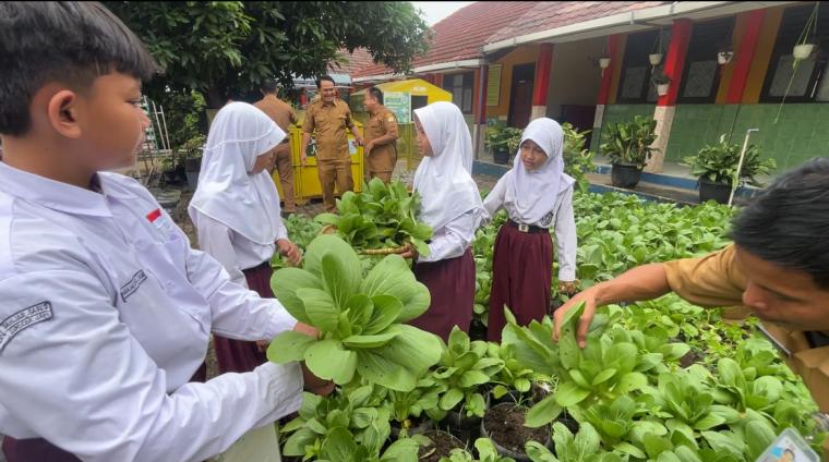 Sejumlah pelajar saat panen sayuran di halaman sekolah