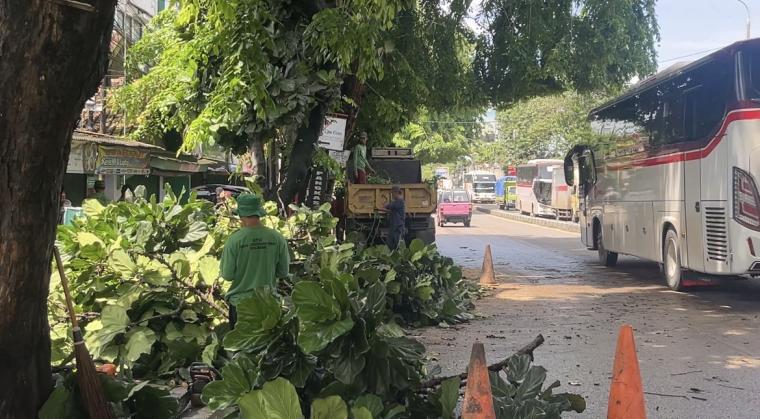 Sejumlah petugas DLH Kota Serang saat membersihkan dahan pohon yang dipangkas.